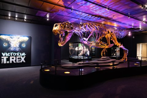 You Can Visit The World's Largest Touring T-Rex Skeleton In Texas This Summer