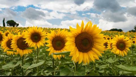 Smithmyer’s Farm Has Sunflower Maze In Pennsylvania That’s Just As Magnificent As It Sounds