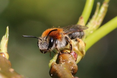 Watch Where You Step This Season. Ground Bees Are Taking Over South Carolina's Sandy Soil To Build Nests