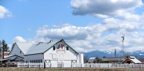 You Can Cut Your Own Flowers At The Festive Maris Farms Sunflower Days In Washington