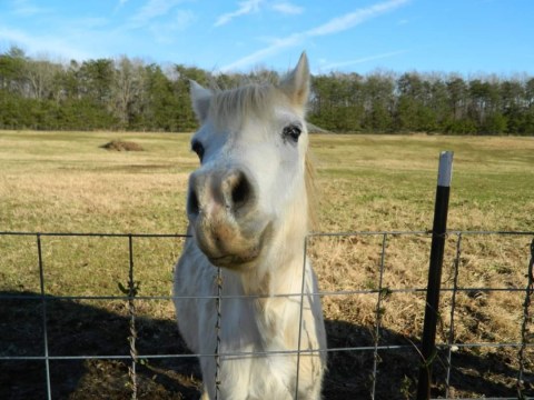 Not Many People Know About This Animal Sanctuary Right Here In Virginia