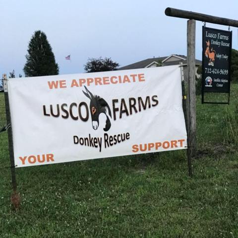 Cuddle The Most Adorable Rescued Farm Animals For Free At Lusco Farms Donkey Sanctuary In Iowa