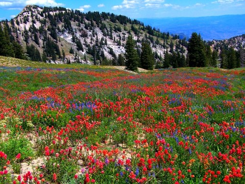 Discover A Pristine Paradise When You Visit Utah's Albion Basin