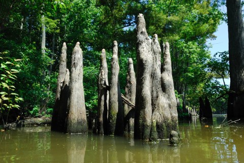 At Over 500 Years Old, Some Of The Oldest Trees In The World Are Found In Missouri