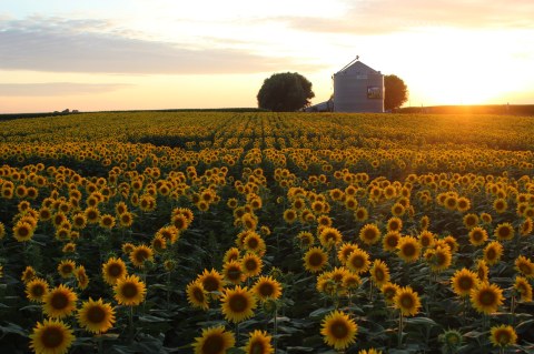 You Can Cut Your Own Flowers At The Festive Pheasant Run Farm In Iowa