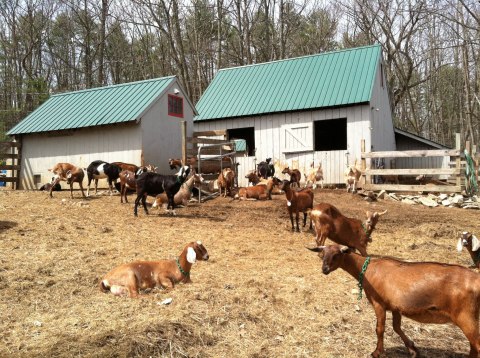 Visit Goats And Take Home Homemade Cheese At This New Hampshire Farm