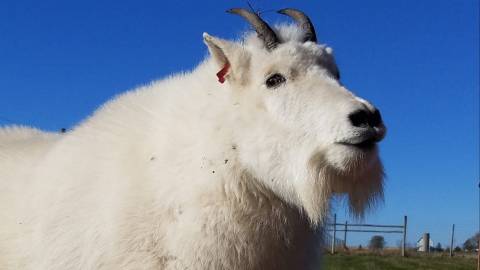 Adventure Awaits At This Drive-Thru Safari Park In Wisconsin