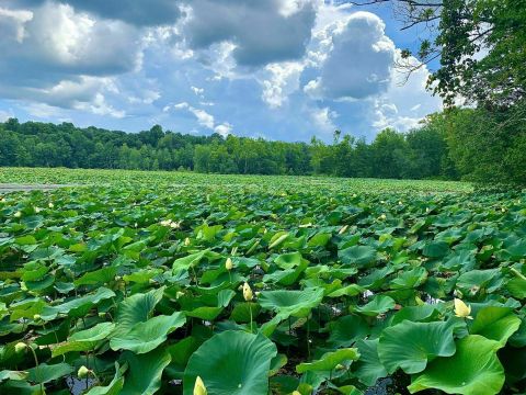 Take An Easy Loop Trail Past Some Of The Prettiest Scenery In Kentucky On Hematite Lake Trail