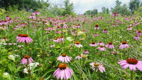 Prairie Edge Nature Park Is An Underrated Slice Of Paradise In Indiana