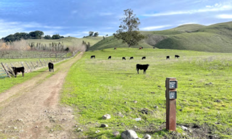 Hike With Cows On 11 Miles Of Trail At Tolay Lake Regional Park In Northern California