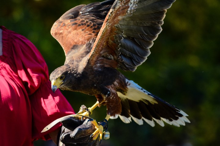 Connecticut Renaissance Faire