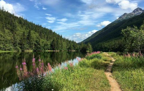 Spot The Pink Fireweed Blooming On The Lower Dewey Lake Trail In Alaska