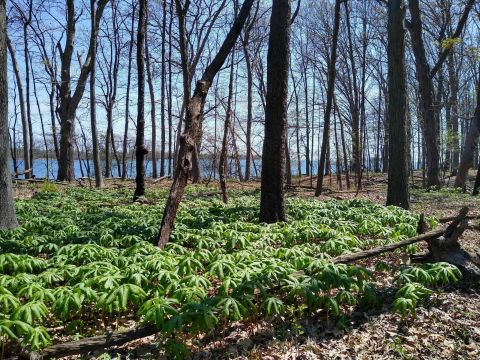 The Underrated Natural Wonder Every Detroiter Should See At Least Once