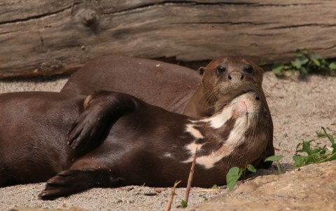 You Can Enjoy Breakfast With Giant Otters At This Rhode Island Zoo