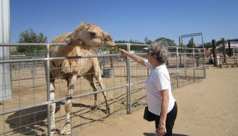 Visit Hesperia Zoo In Southern California To See Native, Rare, And Endangered Wildlife Species From Six Continents