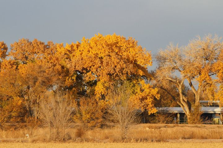 New Mexico banner image