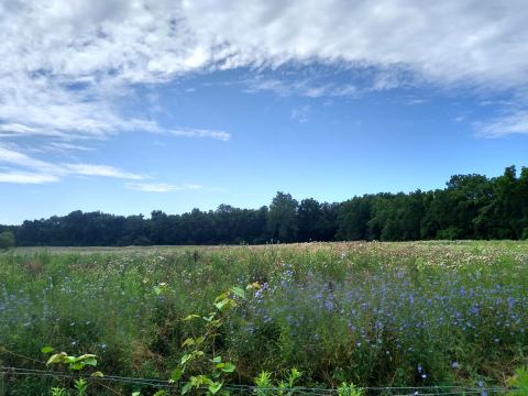 Visit Aullwood, A 200-Acre Ohio Sanctuary Filled With Nature Trails, Meadows, And Wildflowers