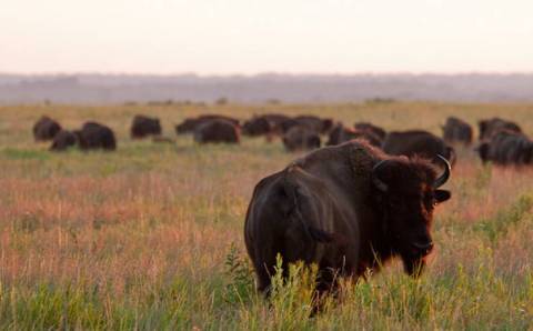 Join Fellow Nature Lovers On This Unique 'Bison-Tennial' Hike In Missouri