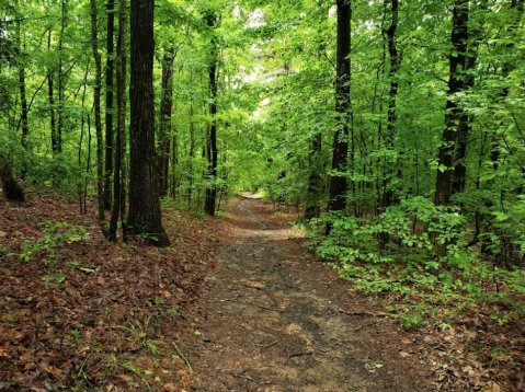 This 1-Mile Trail In Louisiana Leads To An Incredible Mountain Top View