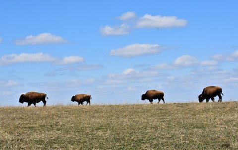 Neal Smith National Wildlife Refuge Is A Unique Dog-Friendly Destination In Iowa Perfect For An Outdoor Adventure