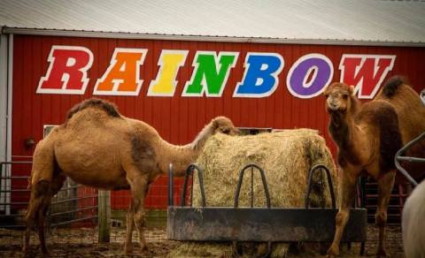 There’s A Exotic Animal Farm In Illinois And You’re Going To Love It