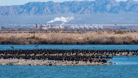 Bring Your Binoculars And Hiking Shoes To The Sonny Bono Salton Sea National Wildlife Refuge In Southern California