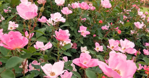 Walk Through A Sea Of Roses At The Mississippi All-American Rose Garden