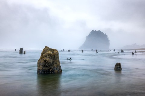 The Ghost Forest Along The Oregon Coast You Have To See To Believe