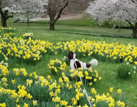 Valley Garden Park Is A Unique Dog-Friendly Destination In Delaware Perfect For An Outdoor Adventure