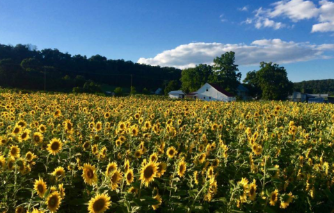 Spend A Wholesome Day At A Working Farm When You Visit Virginia's Homestead Farm At Fruit Hill Orchard