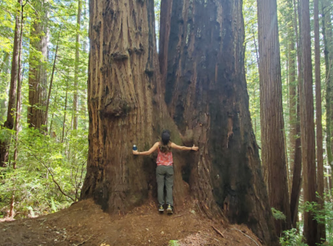 You'll Hike Among The Giants At The Oregon Redwoods Trail