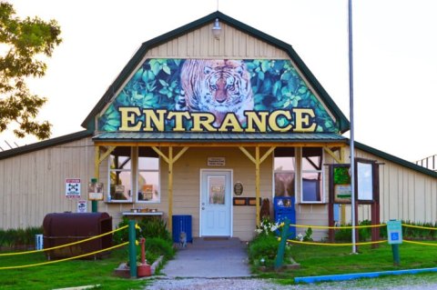 One Of The Most Incredible Small Businesses In Arkansas, Turpentine Creek Wildlife Refuge Is A Haven For Big Cats