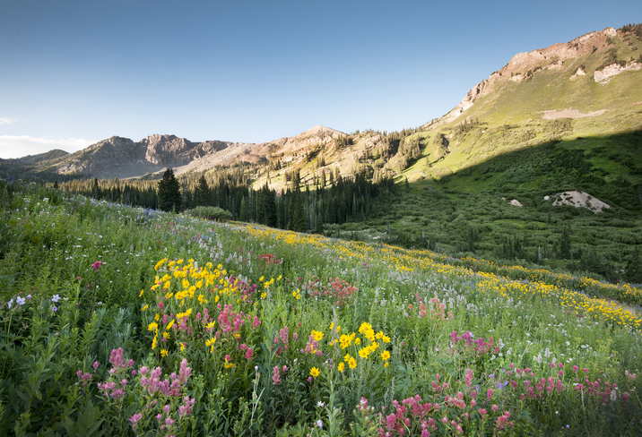 Utah