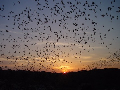 Watch Dozens Of Bats Fly Above Your Head At Carlsbad Caverns National Park In New Mexico