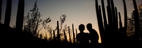 Take A Self-Guided Nighttime Stroll Through Arizona's Desert Botanical Garden With Flashlight Nights