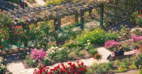 Stroll Through 1,500 Rose Bushes At Berkeley Rose Garden In Northern California For A Gorgeous Outing