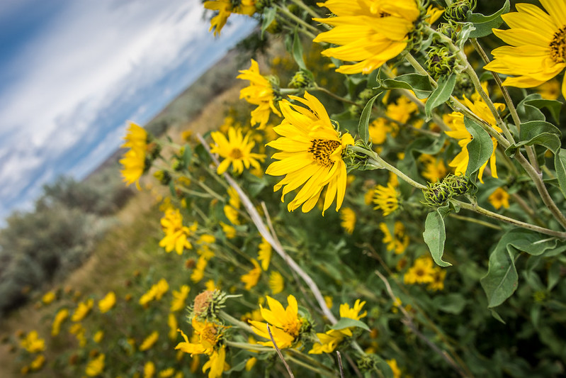 North Dakota banner image