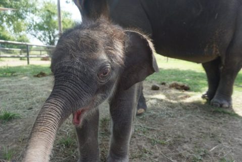 You Can't Stay Away From The Endangered Ark Foundation In Oklahoma, Home To The Largest Herd Of Asian Elephants In America