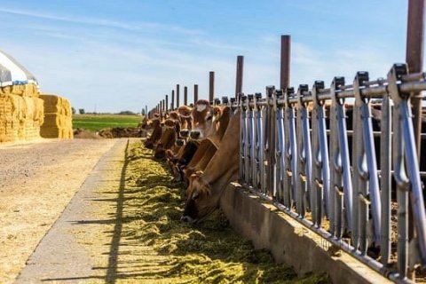 You Can Take A Tour And Learn About Cheesemaking At Ballard Farm & Dairy In Idaho