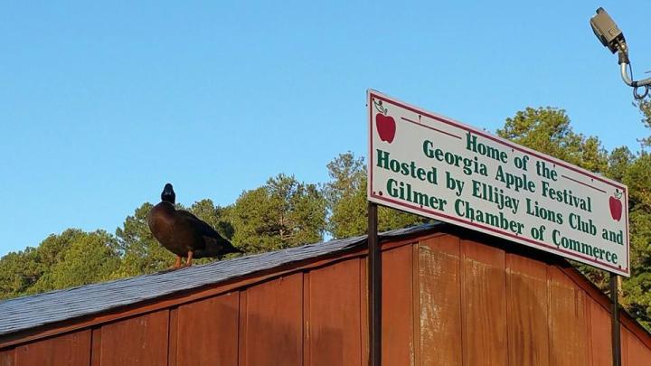 Georgia Apple Festival