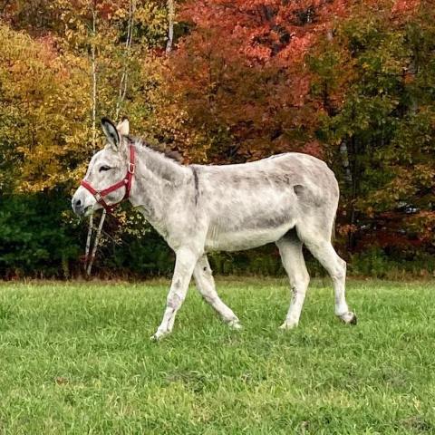 Not Many Know About This Farm Animal Sanctuary Right Here In New Hampshire