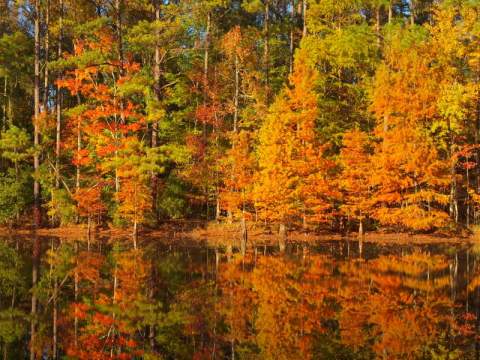 The Best Times And Places To View Fall Foliage In South Carolina