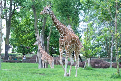 Saint Louis Zoo In Missouri Is One Of The Nine Best Zoos In The U.S., According To Travel & Leisure