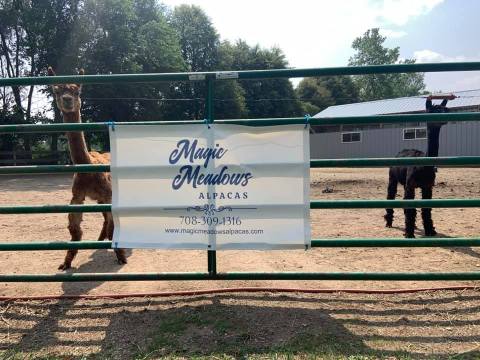 Magic Meadows Alpacas Farm In Illinois Makes For A Fun Family Day Trip