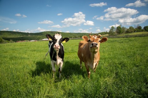 You’ll Never Forget A Visit To Farm Sanctuary, A One-Of-A-Kind Farm Filled With Rescued Animals In Southern California