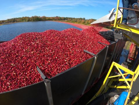 Take A One-Of-A-Kind Cranberry Harvest Tour In Massachusetts This Fall