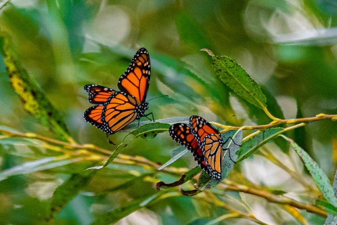 Thousands Of Monarch Butterflies Are Headed Straight For Cleveland This Fall