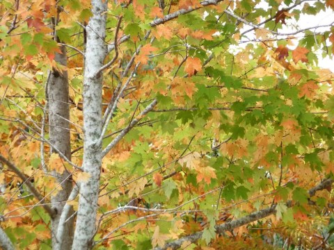 When And Where To Expect Florida's Fall Foliage To Peak This Year