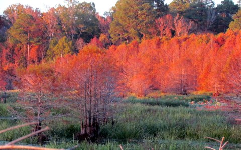 The Best Times And Places To View Fall Foliage In Mississippi