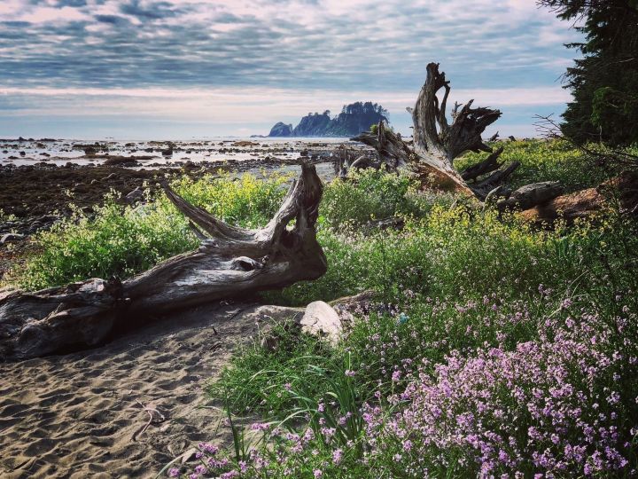 Ozette Petroglyphs